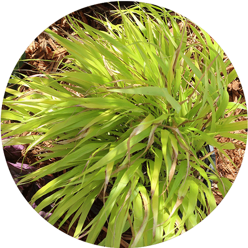 Lime green Japanese Forest Grass.